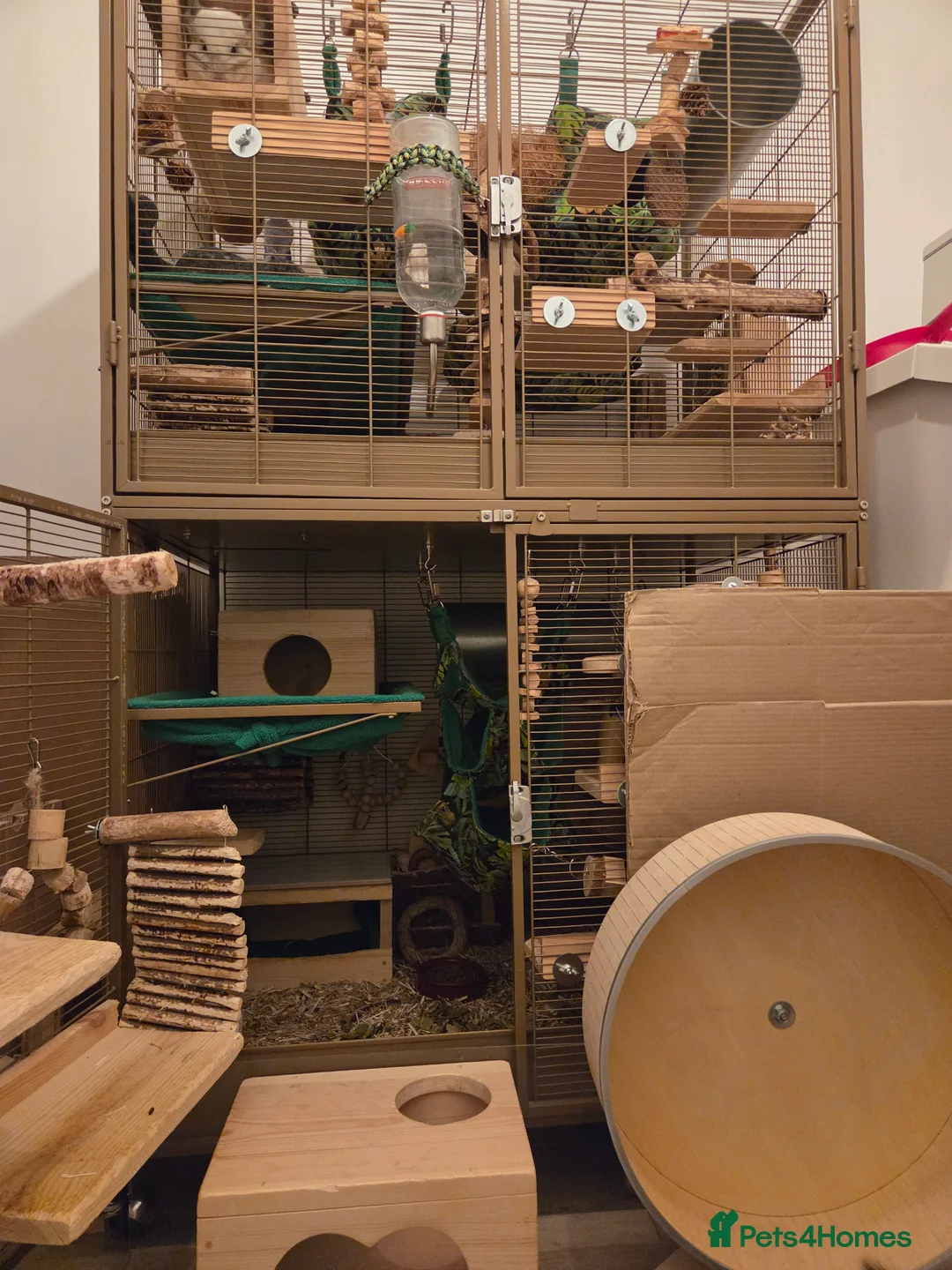 Chinchilla rodents for sale: Two Male Chinchillas with Cage and Set-Up - Advert 18