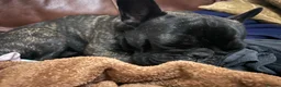 French Bulldog dogs for sale: Brindle female kennel club reg adult available  - Advert 28