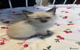 Siamese cats for sale: 3 stunning applehead Siamese kittens  - Image 9