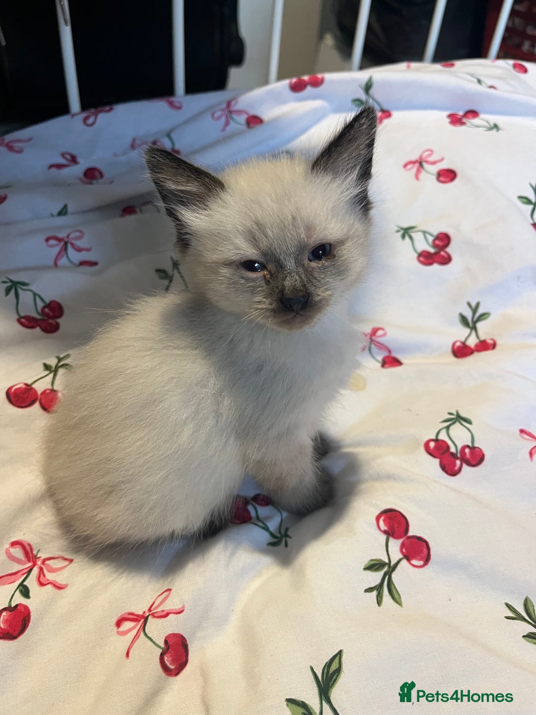Siamese cats for sale: 3 stunning applehead Siamese kittens  - Image 9