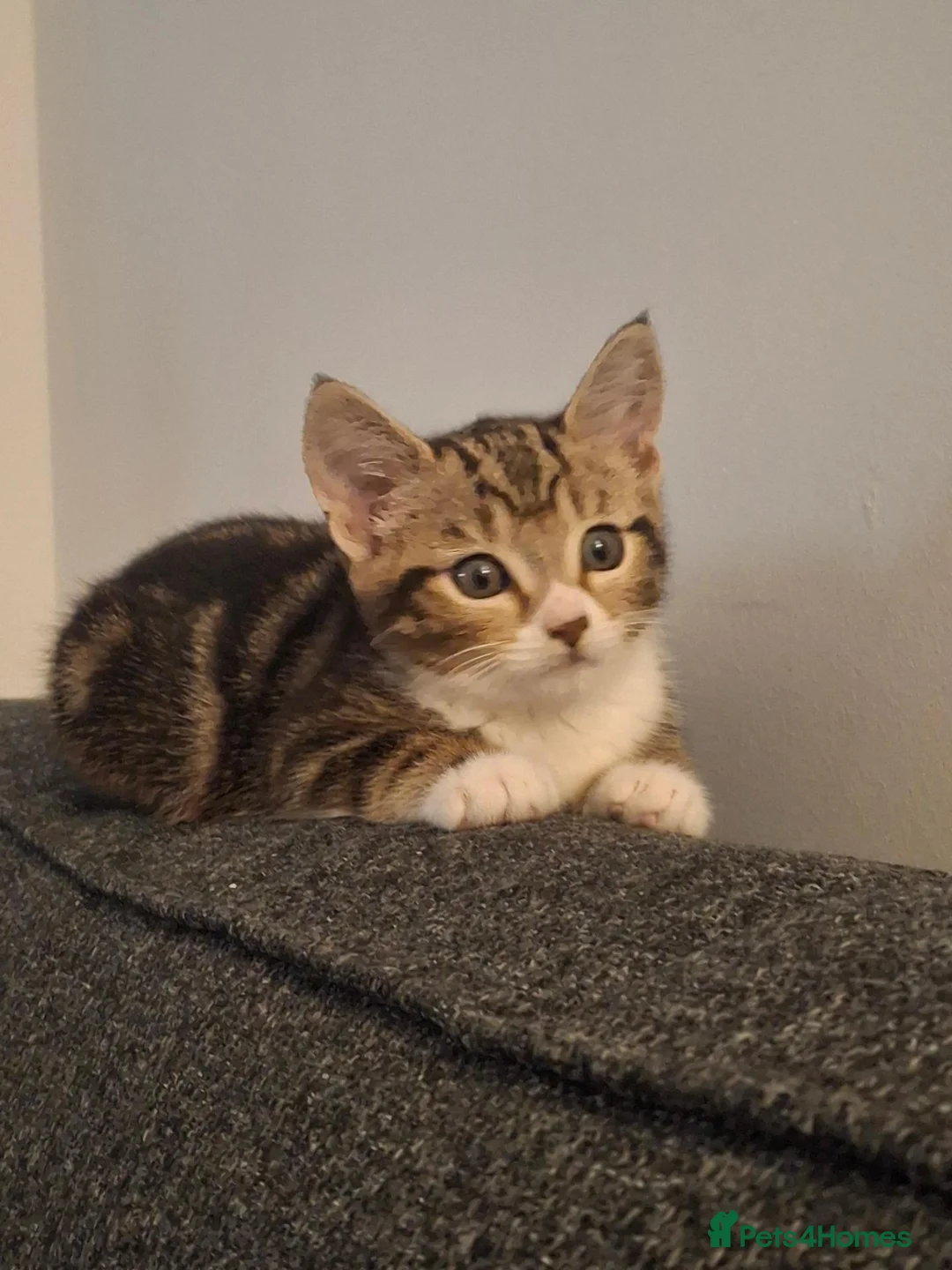 Mixed Breed cats for sale:  Female Kitten  - Advert 1