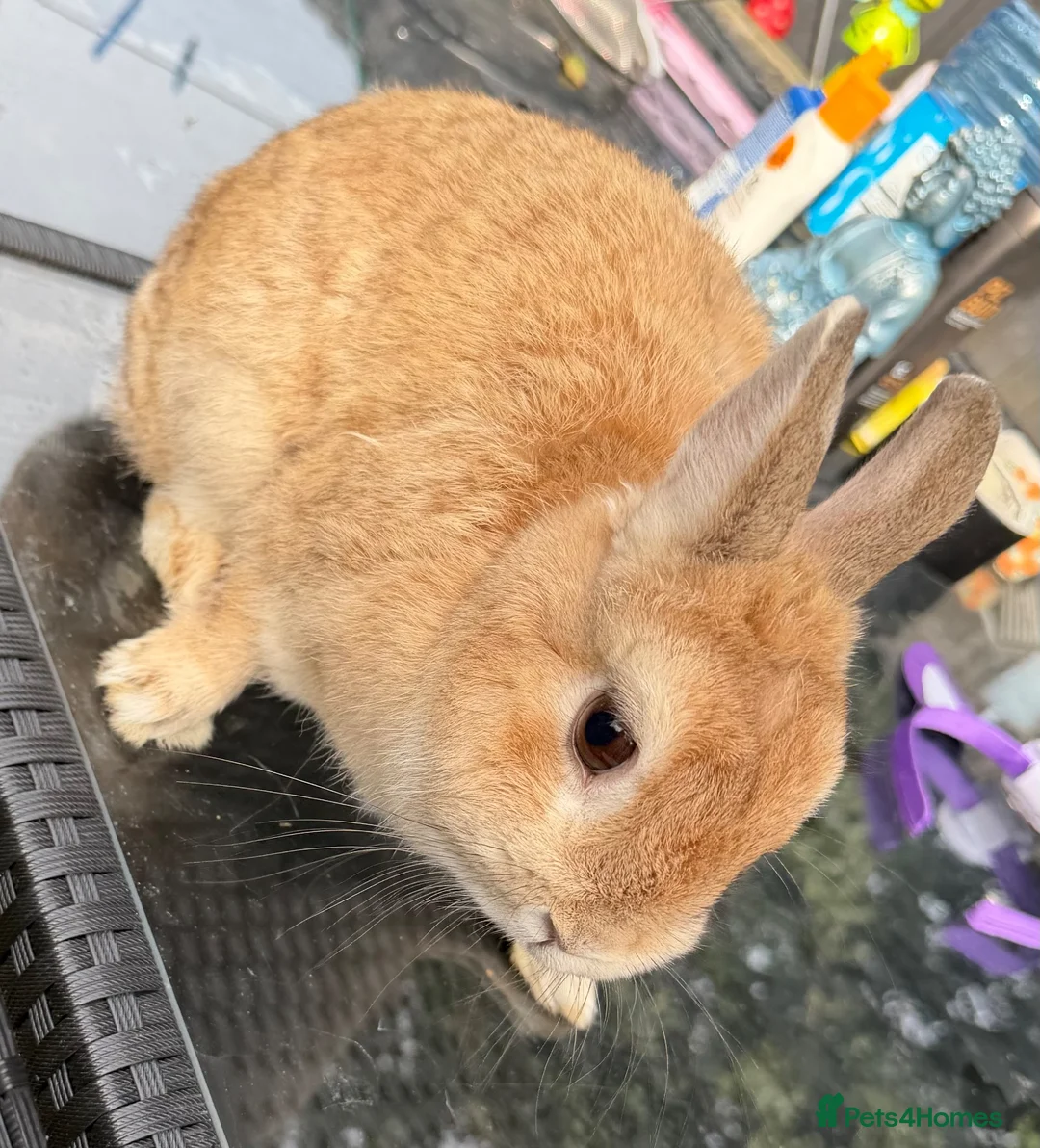 Netherland Dwarf rabbits for sale: Neverland dwarf rabbit   in Manchester - Advert 3