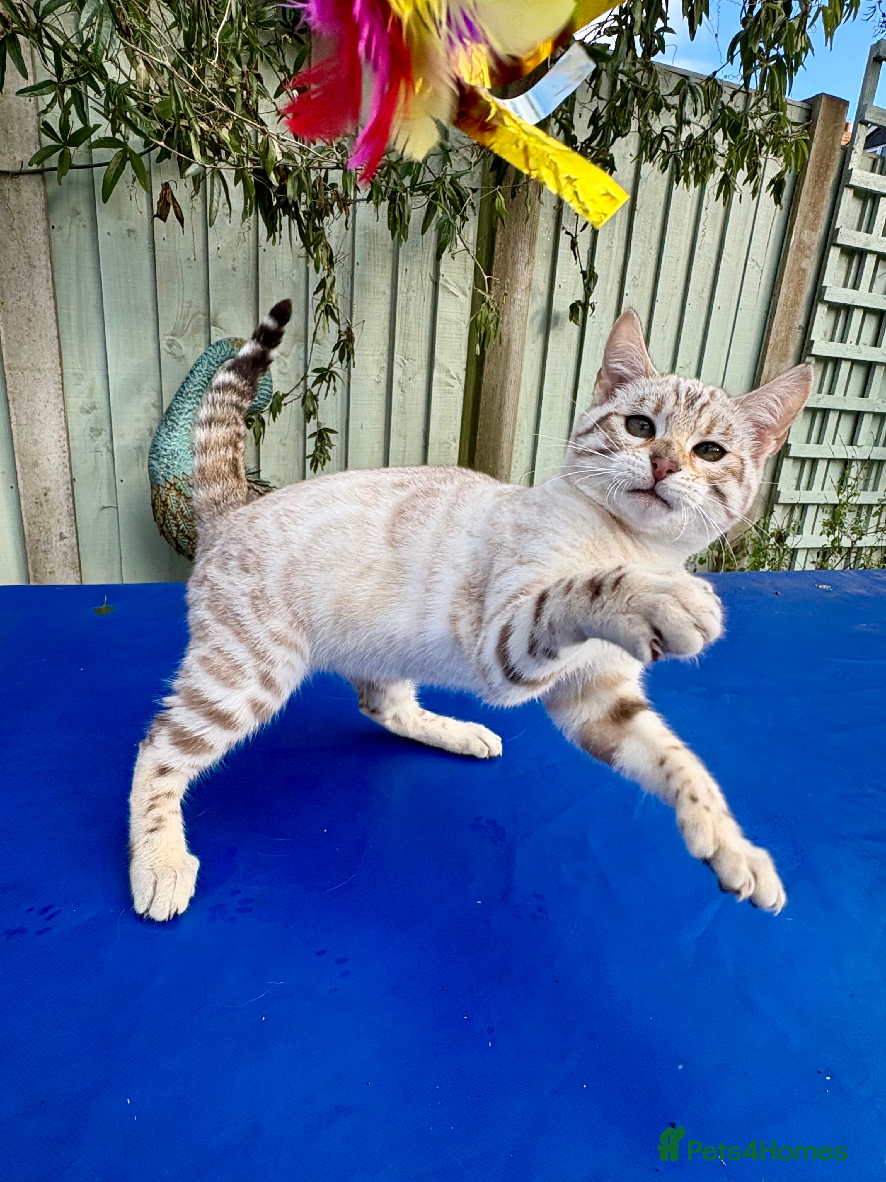 Keetso cats Superb polydactyl rosetted girl  - Advert 3
