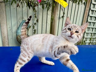 Keetso cats Superb polydactyl rosetted girl - Advert 2