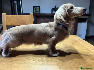 Miniature Dachshund dogs 🤍PROVEN MINIATURE KC CREAM LONG HAIRED DACHSHUND - Advert 6