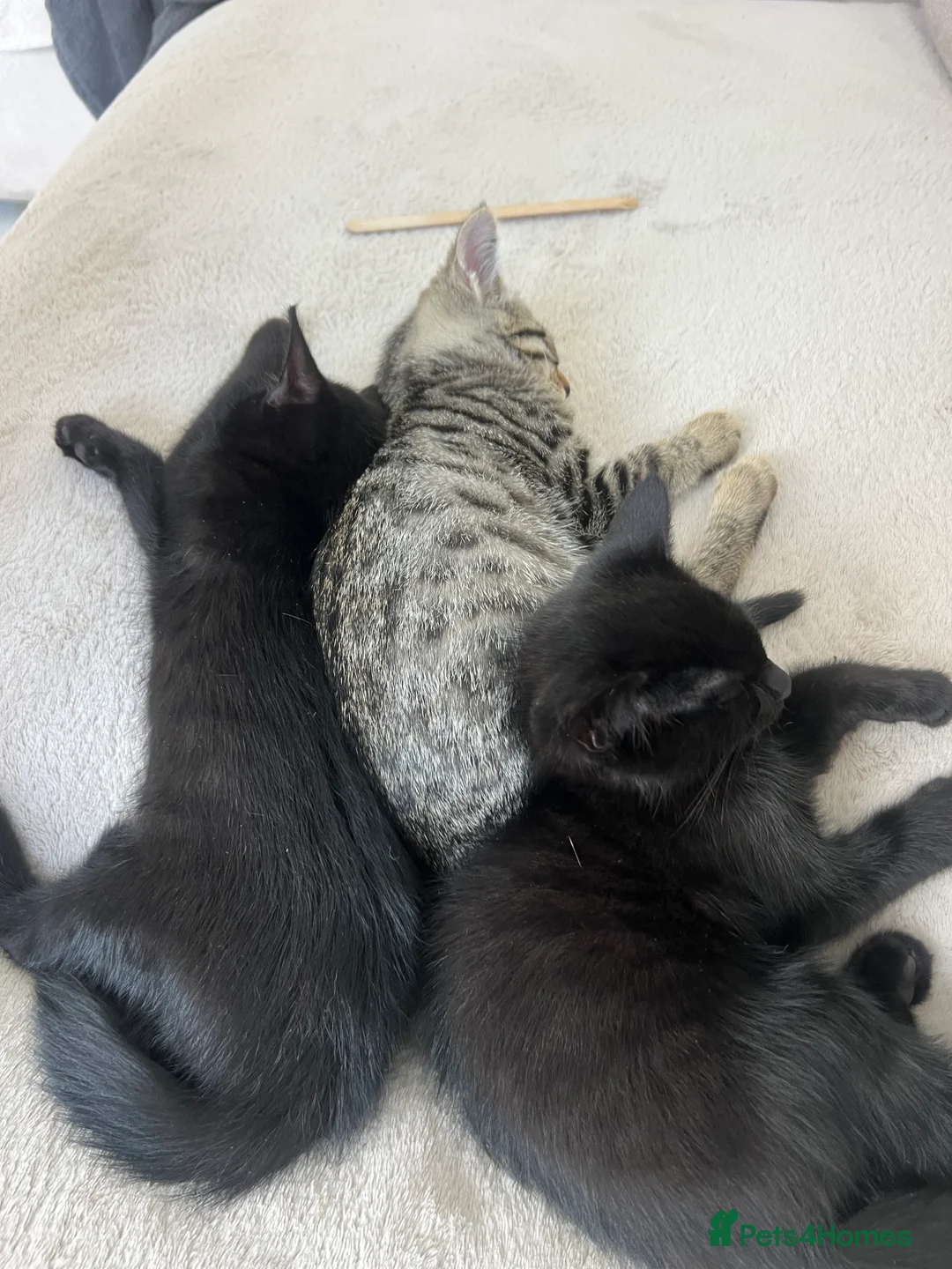 Bengal cats for sale: 4 kittens bengal mum, Russian blue dad  - Advert 1