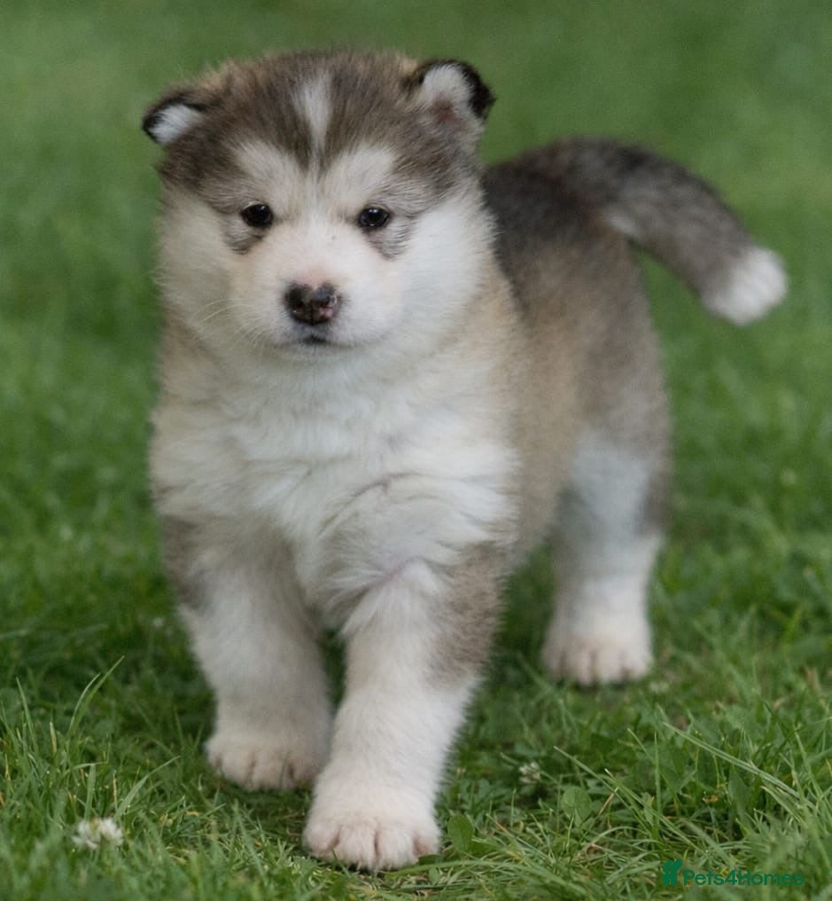 Alaskan Malamute dogs Alaskan malamute female-excellent pedigree  - Advert 1