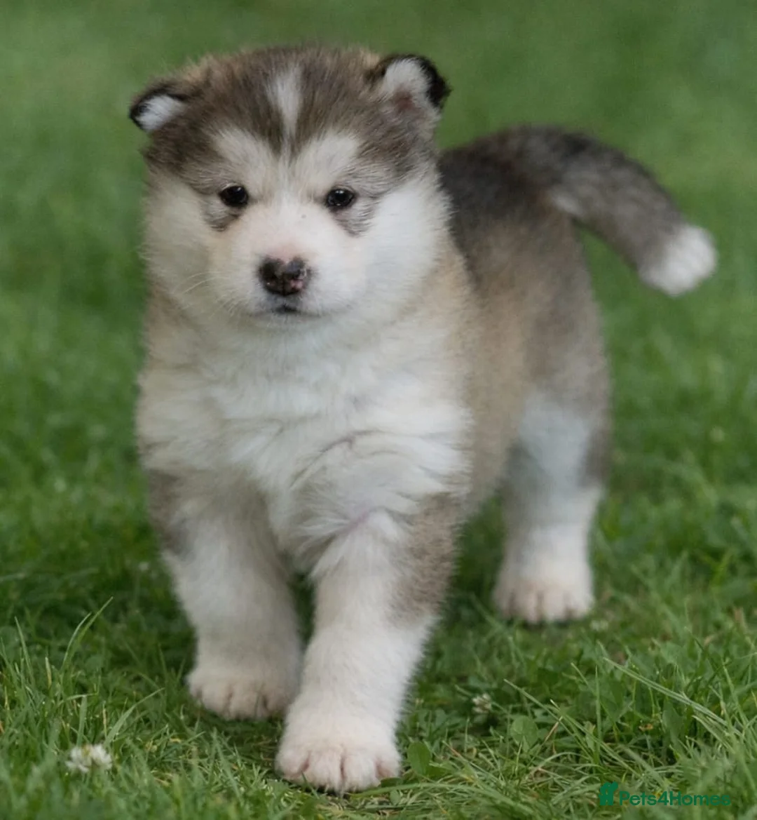 Alaskan Malamute dogs for sale: Alaskan malamute female-excellent pedigree  - Advert 1