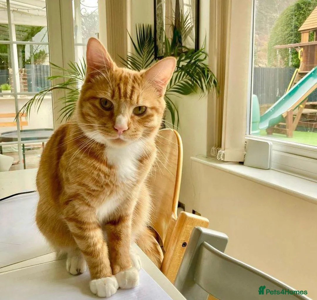 Mixed Breed cats for sale: Ginger 5month female needs to be SOLO CAT AT HOME - Advert 5