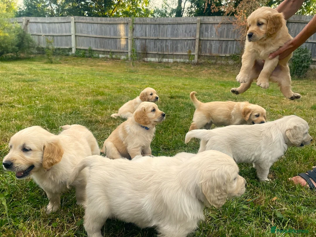 Golden Retriever dogs for sale: Gorgeous KC Registered Puppies in Sudbury - Advert 1