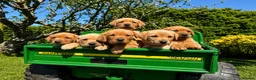 Labrador Retriever dogs for sale: Beautiful fox red  Labrador puppy’s in Wimborne - Advert 2