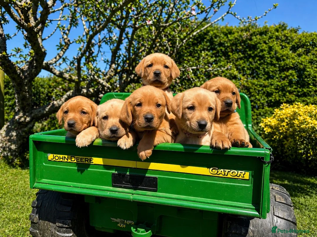 Labrador Retriever dogs for sale: Beautiful fox red  Labrador puppy’s in Wimborne - Advert 2