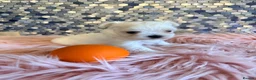 Maltese dogs for sale: Stunning korean Maltease  - Advert 19