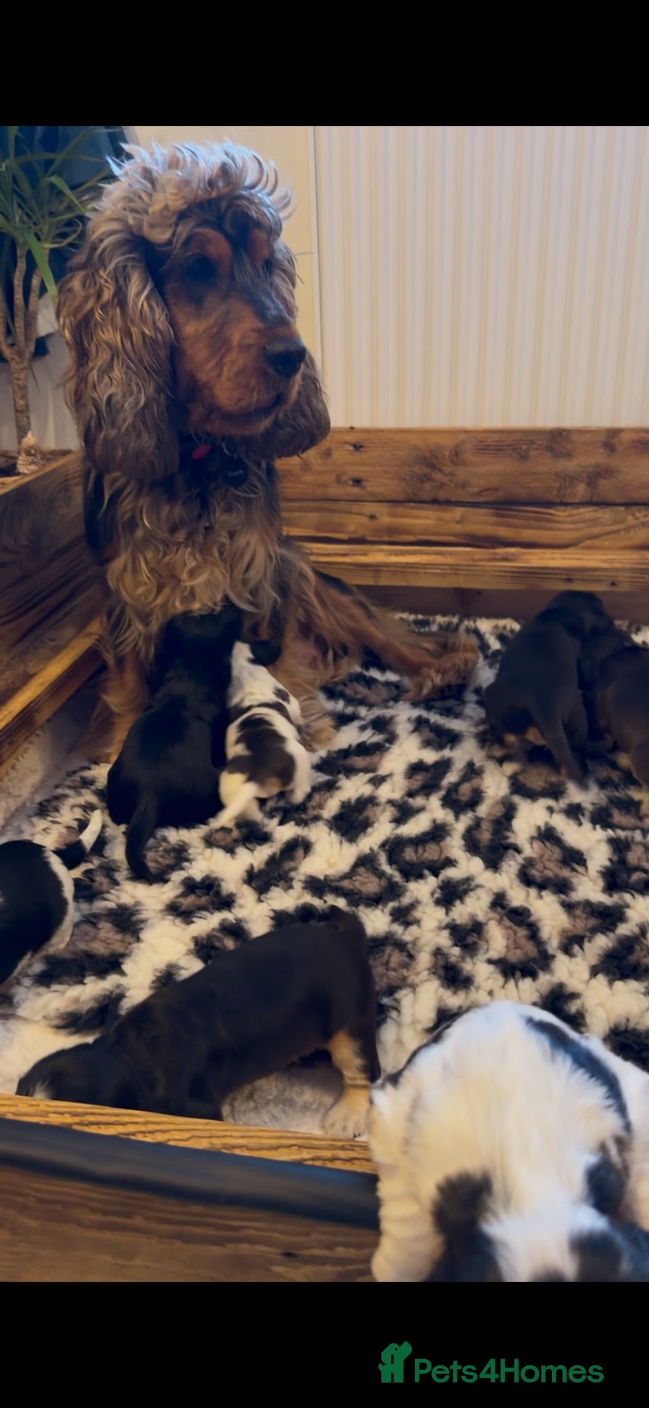 Cocker Spaniel dogs Outstanding KC Show cocker spaniel puppies - Advert 2