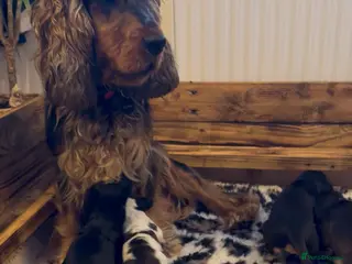 Cocker Spaniel dogs Outstanding KC Show cocker spaniel puppies - Advert 2