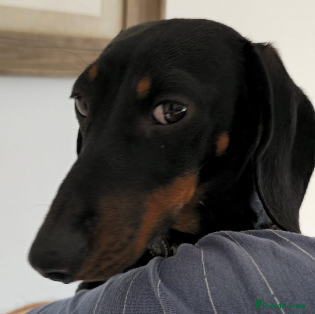 Miniature Dachshund dogs for sale: Miniature dachshund female - Image 20