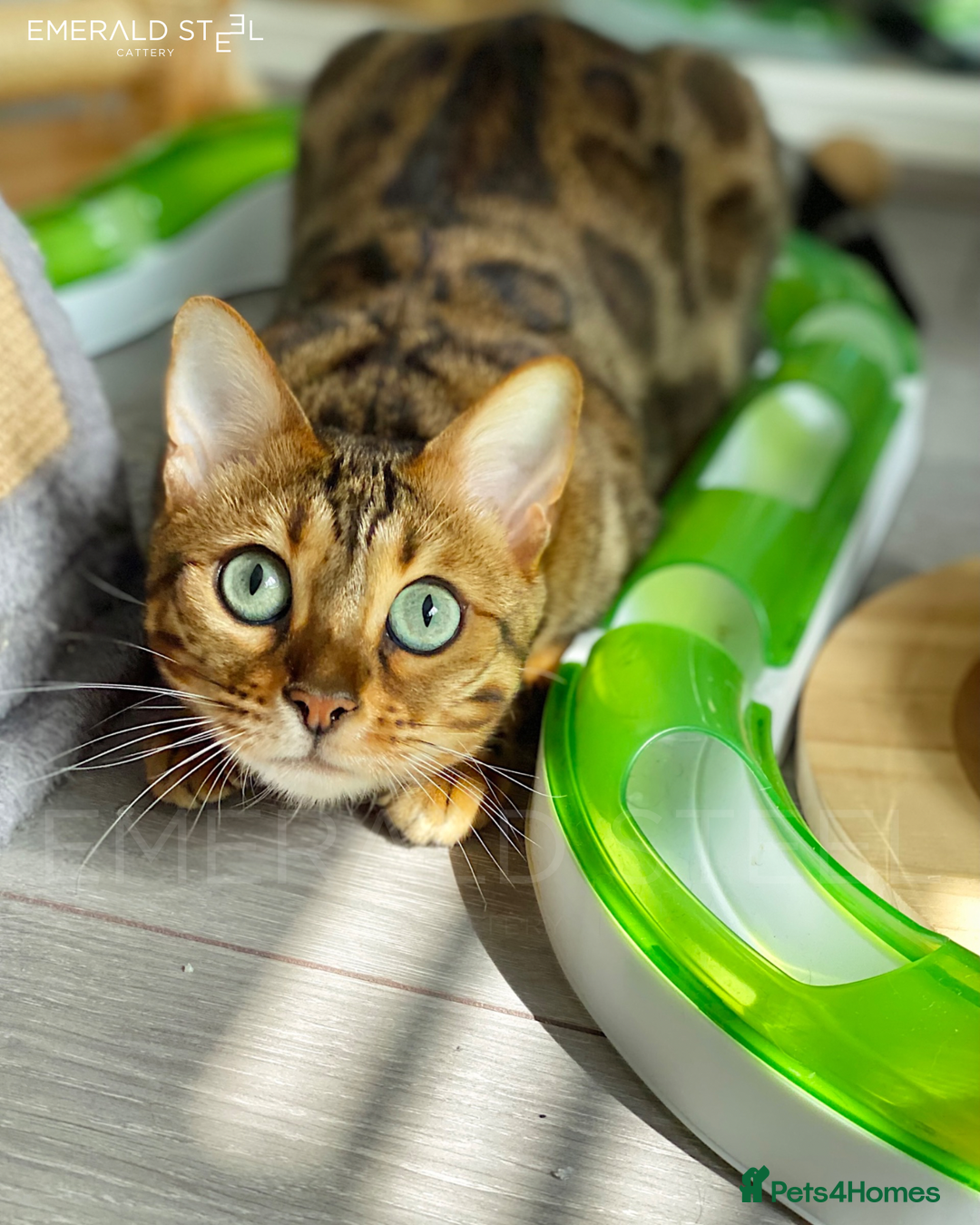 Bengal cats for sale: ⭐️TICA Triple Grand Champion⭐️ - Image 8