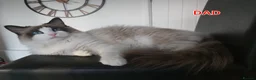 Ragdoll cats for sale: RAGDOLLS BICOLOUR GIRL BLUE EYES READY NOW  - Advert 2