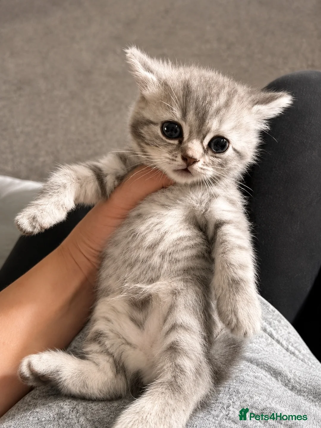 British Shorthair cats for sale: 🐾Beautiful British Shorthair Kittens🐾 - Advert 1