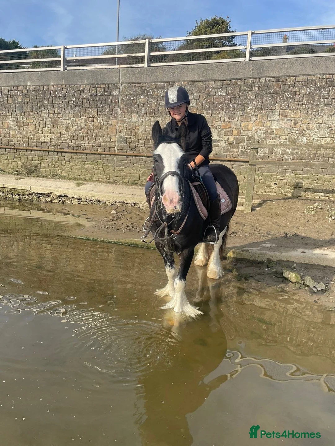 Irish Cob horses for sale: Heavy Blangdon traditional cob mare  - Advert 3