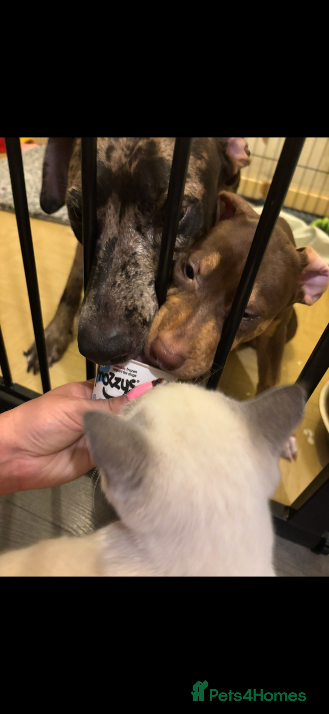 Mixed Breed dogs for sale: Second generation Female bull lurcher  - Image 6