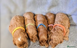 Cockapoo dogs for sale: GENUINE F1B COCKAPOO PUPPIES  - Image 6