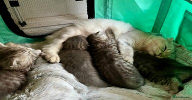 British Longhair cats - Advert 1