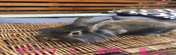 Lionhead rabbits for sale: Gorgeous fluffy Lionhead babies ready now - Advert 10