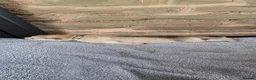 Alaskan Malamute dogs for sale: Alaskan Malamute Puppies – Loving Family Raised in Craven Arms - Advert 9