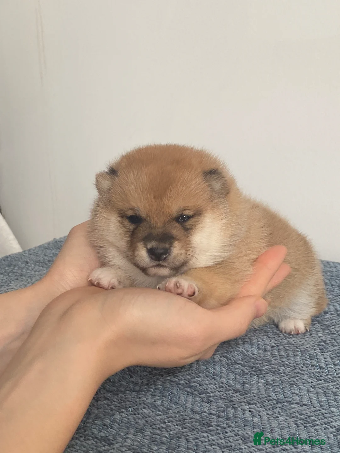 Japanese Shiba Inu dogs for sale: 👑 Japanese Championship Bloodline Mame Shiba in London - Advert 2