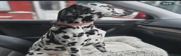 Dalmatian dogs for sale: Dalmatian puppies - Advert 19
