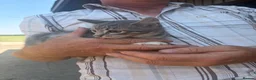 Mixed Breed cats for sale: Male kittens  - Advert 3