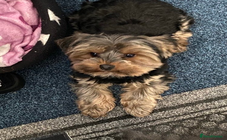 Yorkshire Terrier dogs for stud - Advert 2