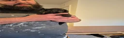 German Shepherd dogs for sale: Gorgeous and rare german shepherd puppies - Advert 4