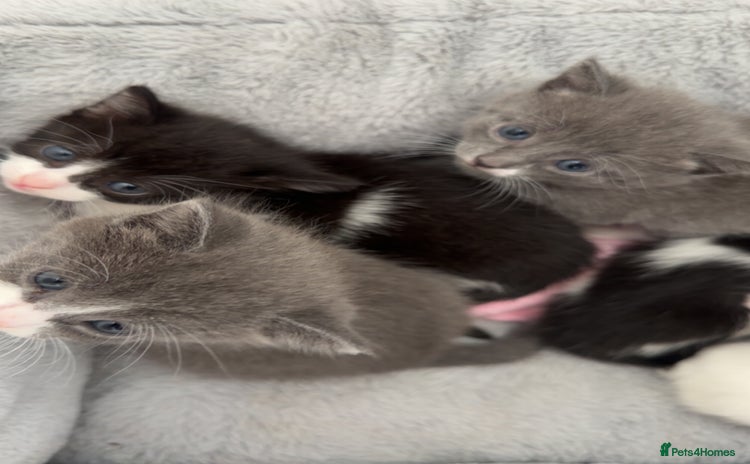 Mixed Breed cats in Bedford - Advert 11