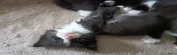 Mixed Breed cats for sale: Mixed breed kittens  in Bournemouth - Advert 8