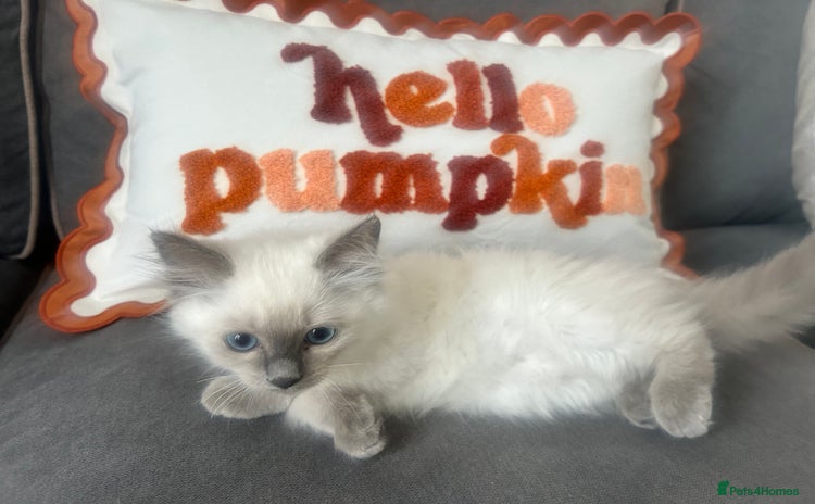 Ragdoll cats - Advert 5