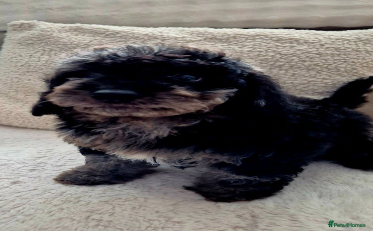 Cockapoo dogs - Advert 4