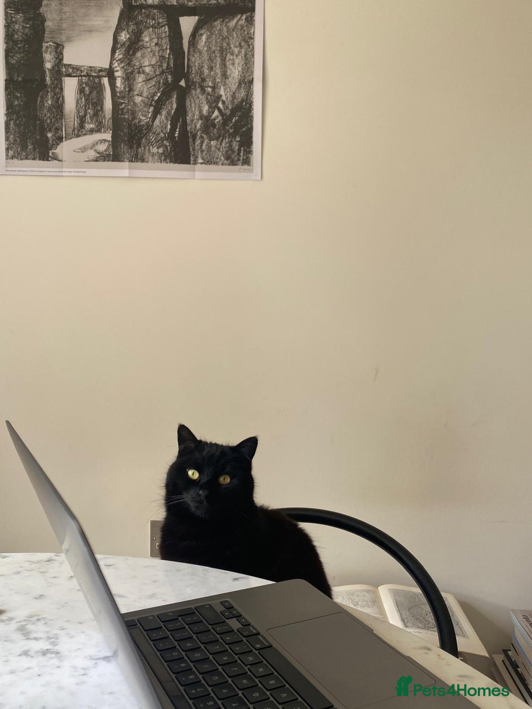 British Shorthair cats for sale: Kuro - Black British Shorthair - Advert 10