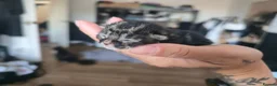 Mixed Breed cats for sale: Beautiful kittens for forever homes - Advert 5