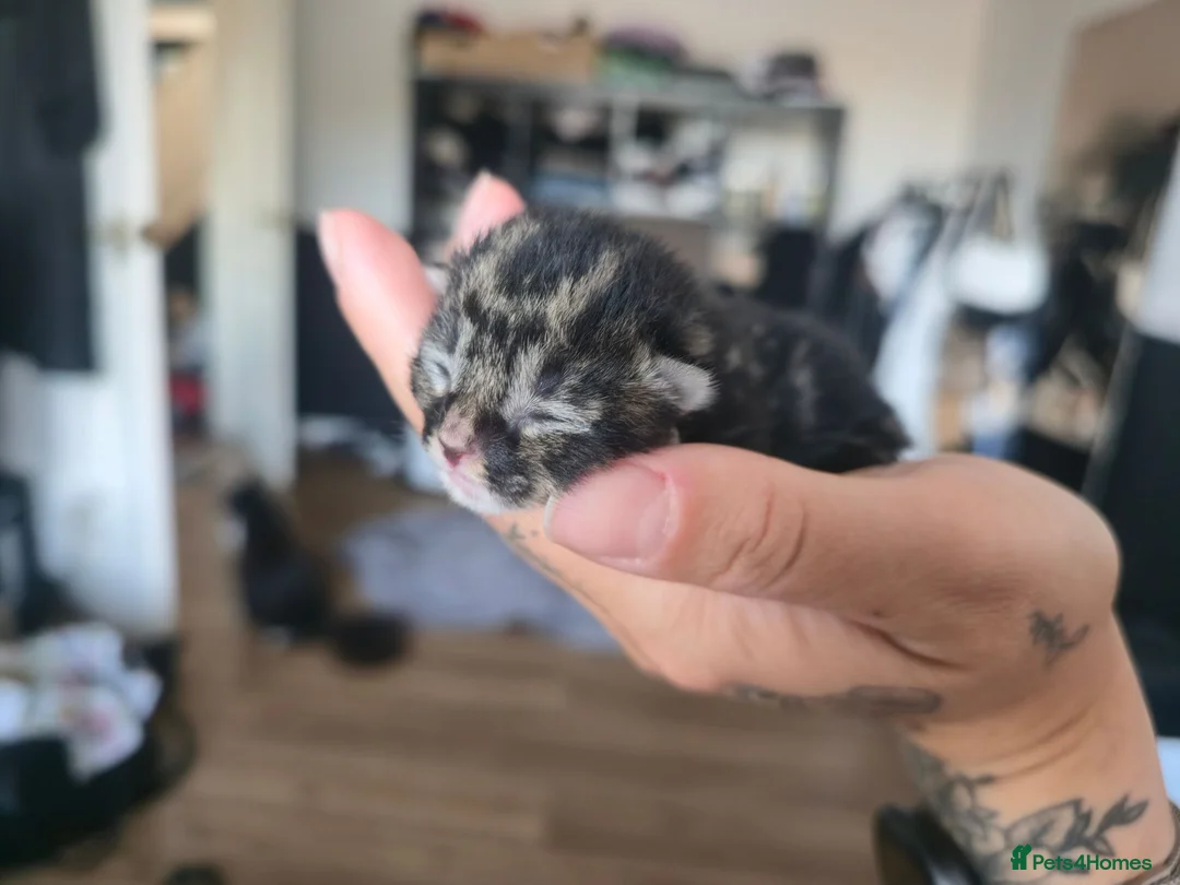 Mixed Breed cats for sale: Beautiful kittens for forever homes - Advert 5
