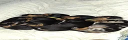 Dachshund dogs for sale: Dachshund puppies  - Advert 4
