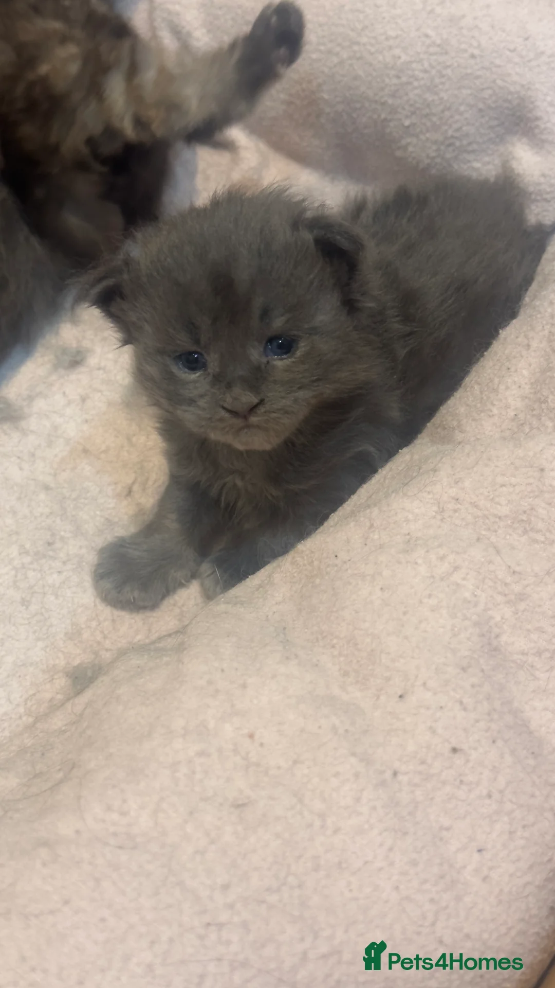 Maine Coon cats for sale: Stunning TICA Registered Maine Coon Kittens - Advert 14