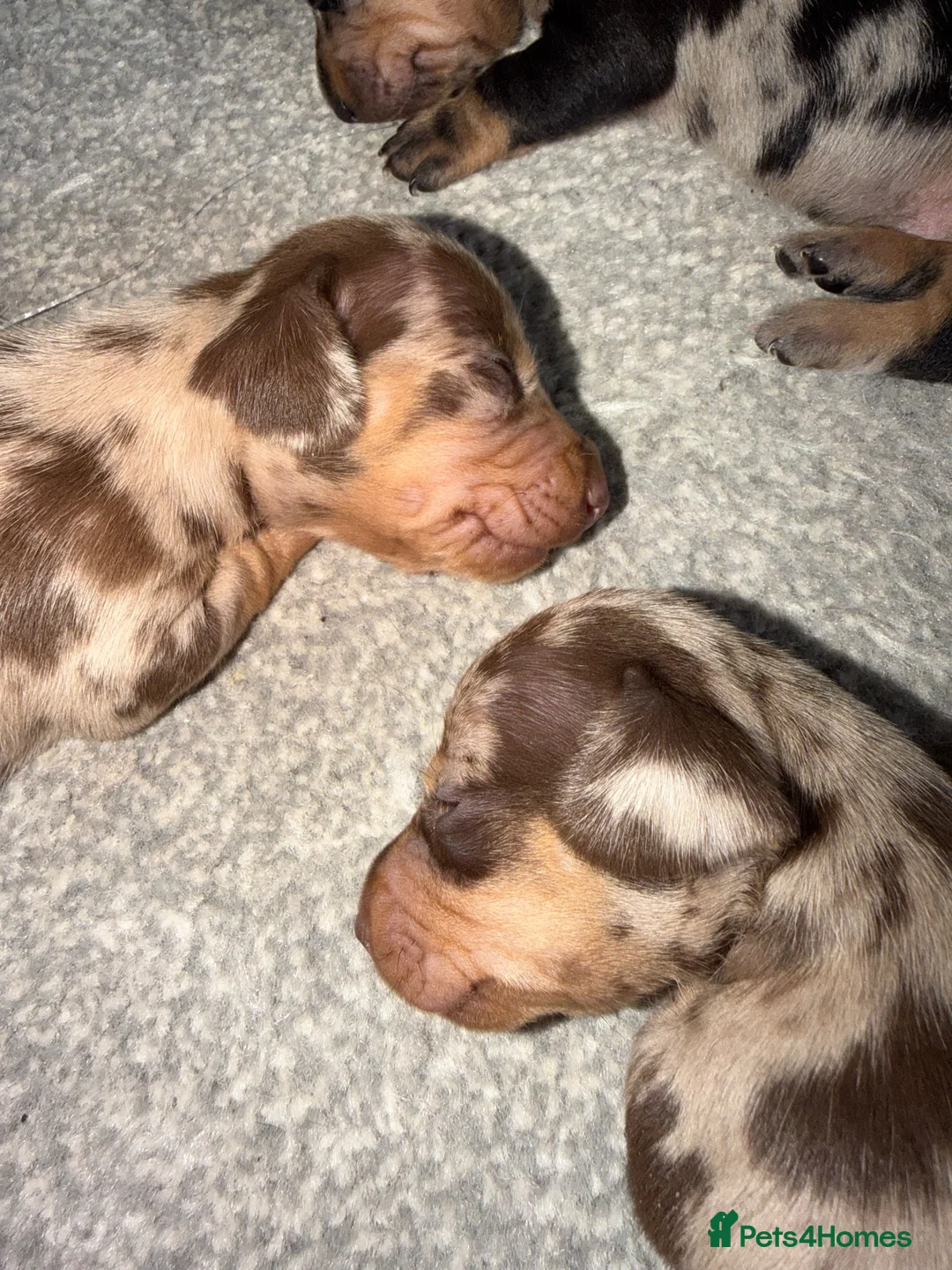 Dachshund dogs for sale: Stunning miniture  dashhounds  - Advert 5