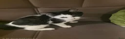 British Longhair cats for sale: 4 cute little kittins in Glasgow - Advert 5