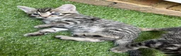 Bengal cats for sale: Bengal / British shorthair  - Advert 12