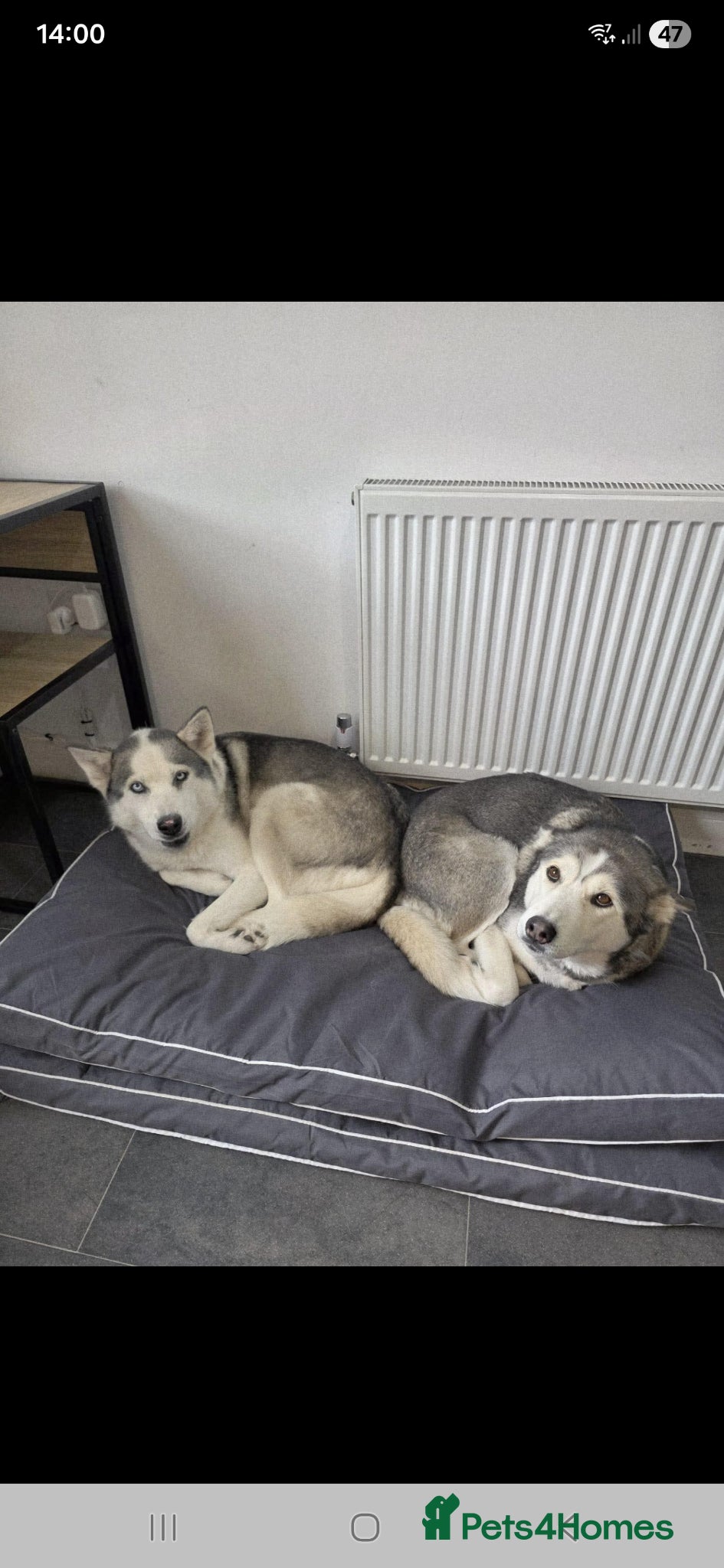 Huskita dogs Two 8 year old husky/akita sisters for rehoming - Advert 1