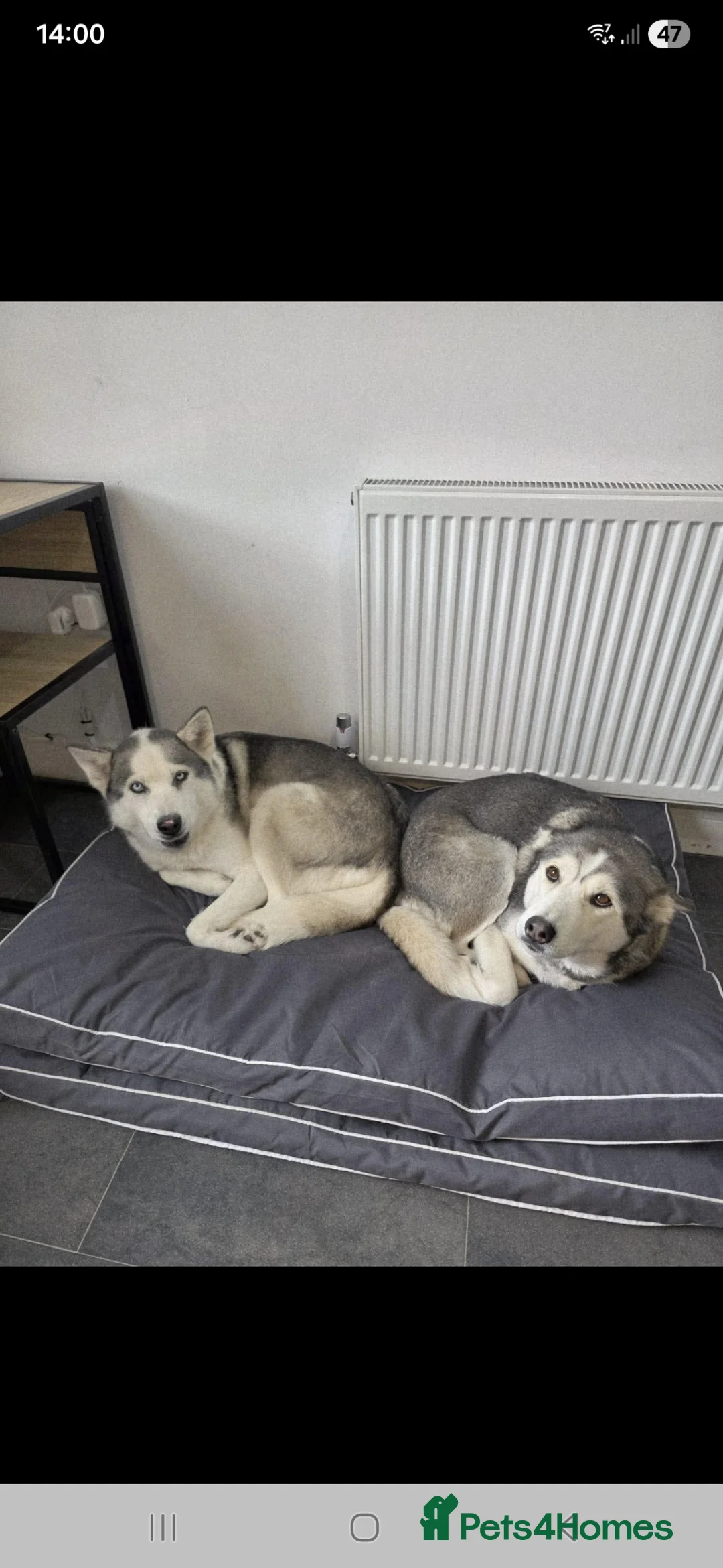 Huskita dogs for sale: Two 8 year old husky/akita sisters for rehoming - Advert 1