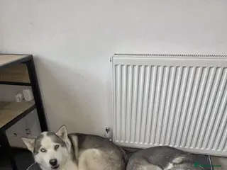 Huskita dogs Two 8 year old husky/akita sisters for rehoming - Advert 4