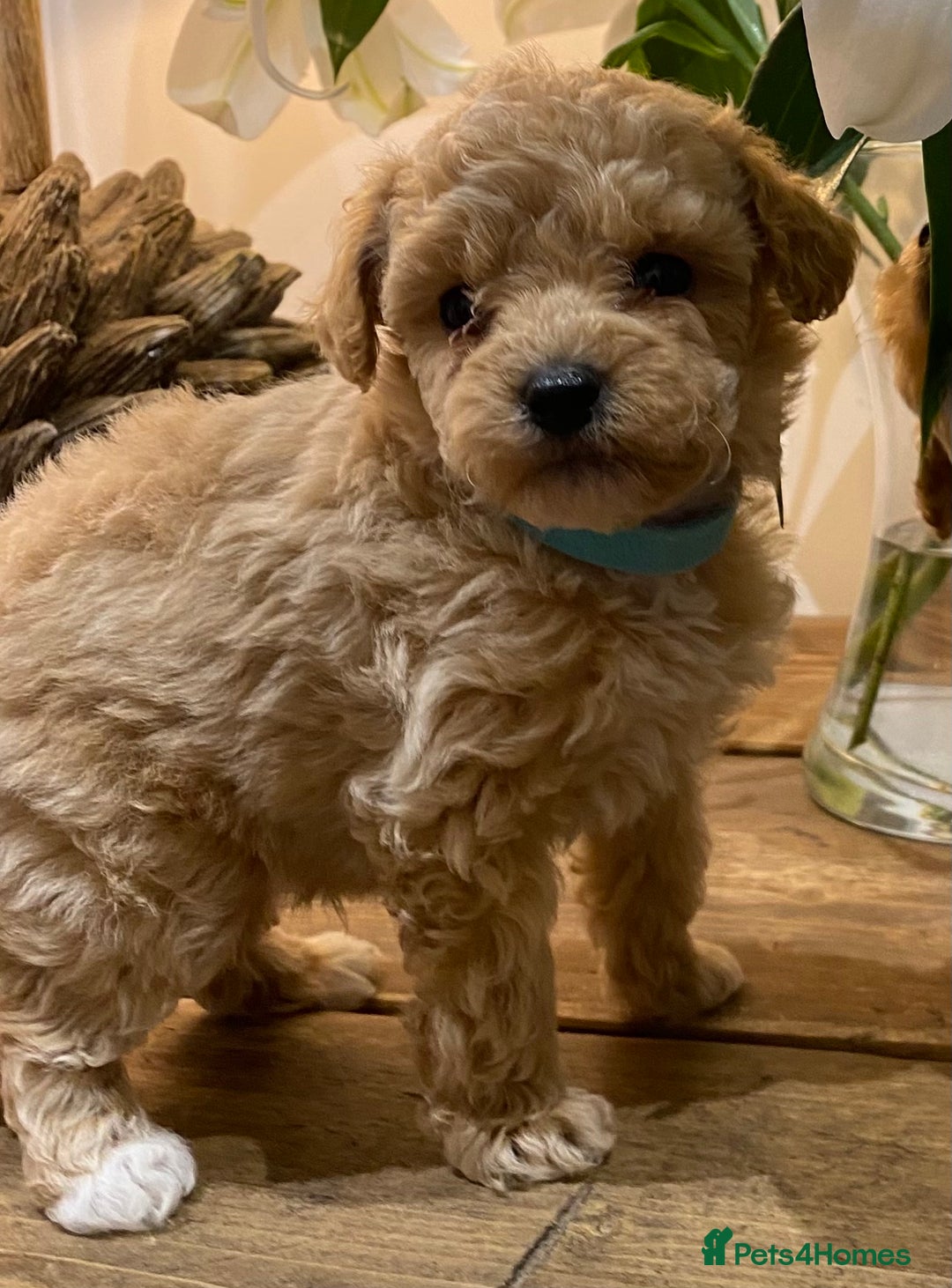 Poochon dogs for sale: F1B Poochon’s - Image 2